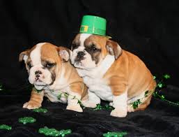 Pet city pet shops has french bulldog puppies for sale! French Bulldog For Sale Colorado The Y Guide