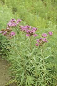 Ironweed (Vernonia fasciculata) | Prairie Restorations