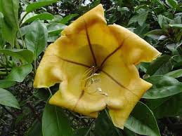 Image result for Solandra maxima