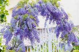 Image result for Wisteria