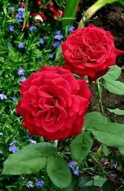 The eastern redbud (cercis canadensis) is a relatively small deciduous tree that produces pink and dark magenta flowers from spring until summer. Pin On Beautiful Red Flowers