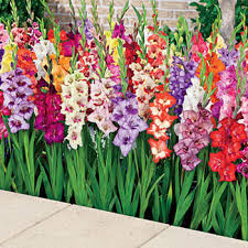 Birth Month Flower Grow Kit Instructions Glamini Dwarf Gladiolus Mix Michigan Bulb Company In 2020 Gladiolus Flower Bulb Flowers Gladiolus Bulbs