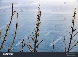 Image result for Ficus exasperata