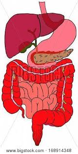 Check spelling or type a new query. Human Digestive Vector Photo Free Trial Bigstock