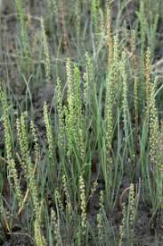 Image result for Triglochin striata