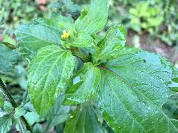 Image result for Synedrella