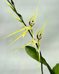 Image result for Psydrax richardsiae