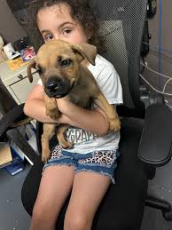 Foster secured**❤️ HONEY'S TIME IS RUNNING OUT😞 Innocent and so much life  to live! We can save her with someone fostering or fostering to adopt! How  could you not want to- that