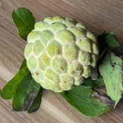 Image result for Monanthotaxis afra