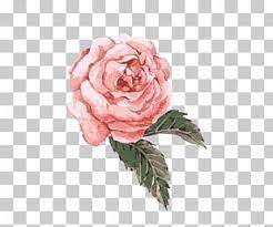Flower Watercolor Painting Hand Painted Watercolor Flower Pink Pink Rose Png Clipart Watercolor Flowers Paintings Flower Illustration Watercolor Flowers