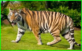 Maybe you would like to learn more about one of these? Harimau Malaya Penguasa Rimba Yang Jadi Hewan Nasional Malaysia Dunia Fauna Hewan Binatang Tumbuhan Dunia Fauna Hewan Binatang Tumbuhan