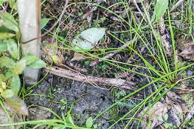 Image result for Isolepis prolifera