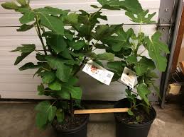 Big Box Store Fruit Trees
