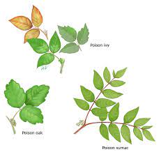 Eastern poison ivy comes first, because it is the biggest cause of trouble, but it is good to know about both kinds of poison ivy and both kinds of poison oak. Patient Education Poison Ivy Beyond The Basics Uptodate