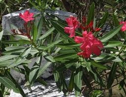 Image result for Nerium oleander