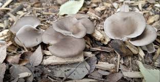 These methods are some of the easiest, most reliable ways to grow mushrooms outside. Part 2 How To Grow Mushrooms In Your Garden Central Texas Mycological Society