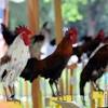 Peternak ayam bangkok ngampel papar kediri kediri, jawa timur : Https Encrypted Tbn0 Gstatic Com Images Q Tbn And9gcs7n3d0pfqqn9dmirhhkzusjvpqw 6ia Ixawdvgwz3 Kei7kuo Usqp Cau