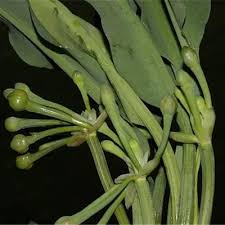 Image result for Limnocharitaceae