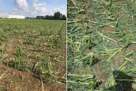 We did not find results for: Unwetter Schaden Durch Hagel Starkregen Und Uberschwemmungen Agrarheute Com