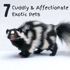So, which states allow for raccoon domestication? 7 Cuddly And Affectionate Exotic Pets Pethelpful