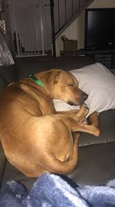 Powered by the pet lovers at. Dog Adoption In Scottsdale Az 85251 Unknown Dog Scooby Doo
