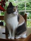 British Shorthair Cat Breed - Facts and Personality Traits ...