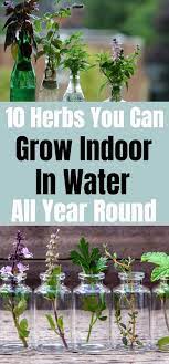 Grow Herbs Indoor In Water All Year Round Water Plants Indoor Growing Herbs Indoors Water Plants
