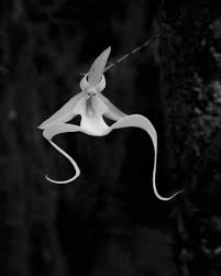 Image result for Orchid 1999 Truck