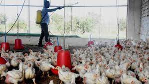 Beijing's national health commission (nhc) said on tuesday the resident of the city of zhenjiang was hospitalized on 28 april. Poultry Birds Avian Influenza Maharashtra Jalgaon India News India Tv