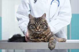 Kedi Losemi Hastaligi Felv Feline Leukemia Virus