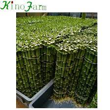 980 lucky bamboo dr is near hidden palms park, pebble park and desert bloom park. Lucky Bamboo Wholesale Buy Lucky Bamboo Wholesale Spiral Lucky Bamboo Lucky Bamboo Product On Alibaba Com