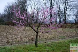 Epingle Sur Jardin