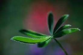How To Care For A Schefflera Plant Schefflera Umbrella Tree Plants