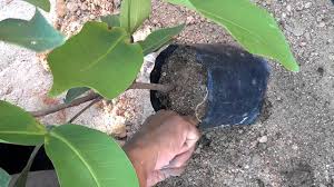 Di sini video menunjukan bagaimana cara untuk membuat tut pokok rambutan.100% berjaya. Kaedah Tut Di Pokok Jambu Air 2 Youtube