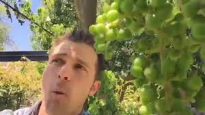 Maybe you would like to learn more about one of these? Easily Protect Your Grapes From Birds With This One Trick Agriscaping Youtube