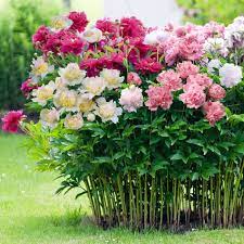 Peony Collection Set Of 4 Flower Garden Plants Bonsai Flower Flower Garden