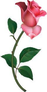 Large Pink Rose Bud Painting Png Clipart Flower Painting Flower Art Rose Painting