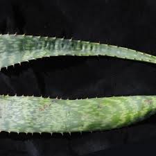 Image result for Aloe canis