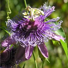 Spring florals include soft pink miniature ranuculus, tiny dark purple violets, vivid pink trumpet style flowers, lavender and light green large. Passion Flowers Arizona Daily Independent
