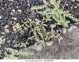 Image result for Amaranthus graecizans