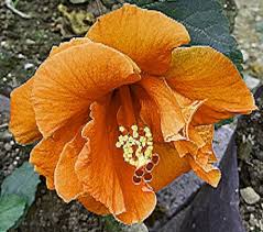 Image result for Hibiscus micranthus