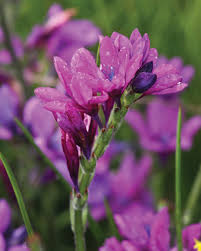 Xylobium, nicknamed xyl, is a member of the orchidaceae orchid family and has over 35 species. 6 Indigenous Bulbs To Plant Seasons Spring The Gardener The Gardener