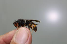 Each abdominal segment has a narrow posterior. Etiqueta Vespa Asiatica