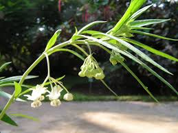 Image result for Emicocarpus