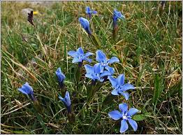 We did not find results for: Irish Wildflowers Flowering Now Wildflowers Of Ireland Each Month
