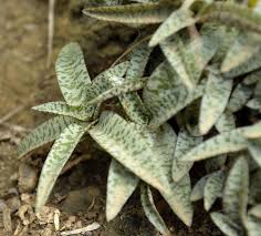 Image result for Ledebouria luteola