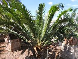 Image result for Encephalartos senticosus