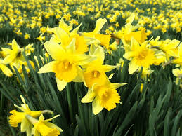 A successfully naturalized daffodil field can bloom for up to 30 or even 50 years! Daffodil Insights In Defense Of Plants