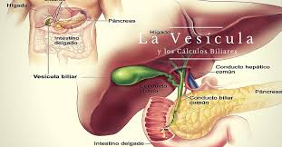 La Ubicacion Descripcion Y Funcion De La Vesicula Cual Es El Proposito De La Bilis Digestiva Y Mucho Mas Healing Vida Salud