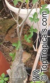 Image result for Kedrostis crassirostrata